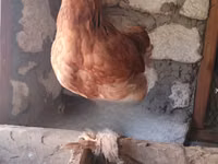 Brahma — foto 1