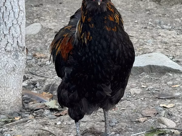 Ameraucana