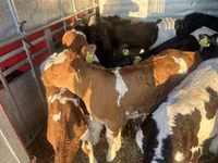 ІҚМ (топ, жынысы көрсетілмеген), Simmental cattle — 2-сурет