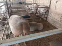 Kambing jantan, Arashan sheep — foto 3