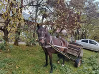 Klisna, Koně — foto 1