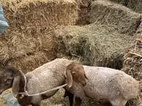 Ram, Arashan sheep — photo 3