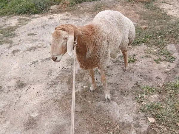 Ram, Rhon sheep — Kyrgyzstan