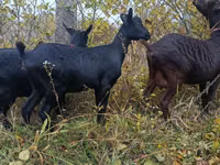 Kambing betina, Murcia-Granada goats — foto 4