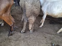 كبش, Baerchuke sheep — الصورة 3