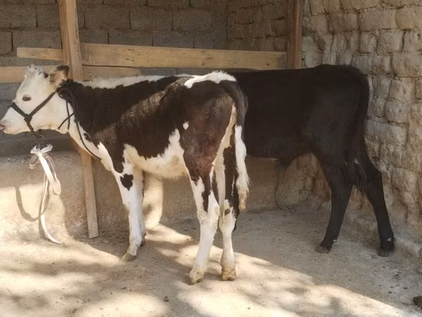 Býk, Kazachská bílá hlava kráva
