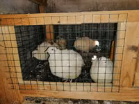 Quails — sawirka 3