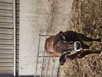 Taureau, Partenaise cattle — photo 5