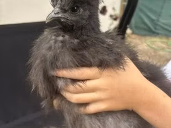 Silkie — Hungary