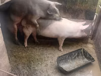 ወንድ አሣማ, Pigs — ፎቶ 3