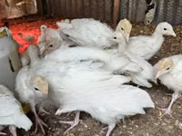 Turkeys — ছবি 1