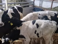 Bydło (partia, płeć nieokreślona), Russian Black pied cattle — zdjęcie 4
