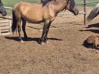 Mare, Mugalzhar horse — photo 1