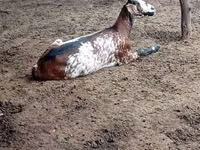 Goat, Nubian Goat — photo 3