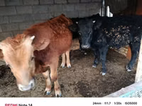 گاو نر, Simmental cattle — عکس 3