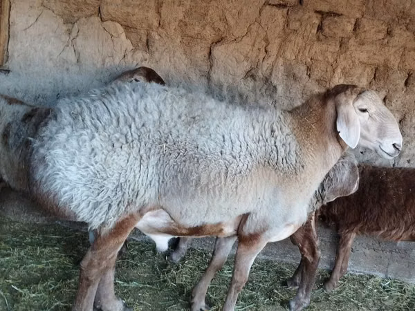 Sheep, Sheep — Kyrgyzstan