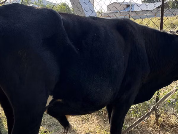 公牛, Aberdeen-Angus — 哈萨克斯坦