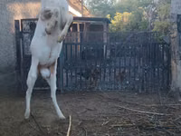Kozel, Nubian Goat — foto 3