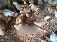 Chickens — الصورة 1