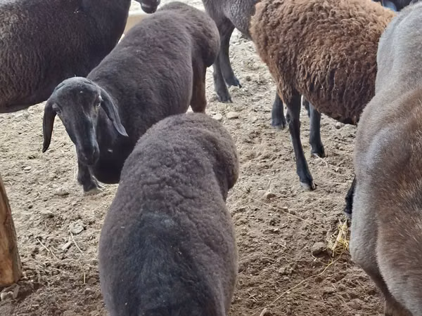 Ram, Sheep — Uzbekistan