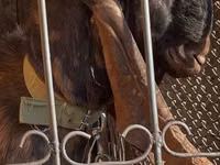 Goat, Kamori goats — photo 2
