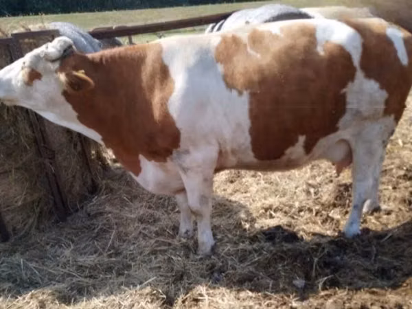 Vache, Simmental cattle — Hongrie