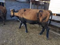 Vache, Bovins — photo 1