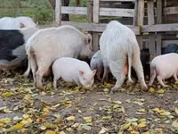 Porcs (lot, sexe non indiqué) — photo 2