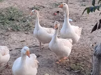 Geese — снимка 2