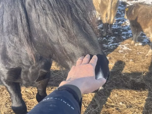Horse (M), Percheron — Kazakhstan