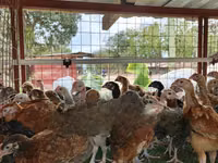 Chickens — foto 4