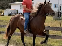 Mare, Rocky Mountain Horse — photo 2