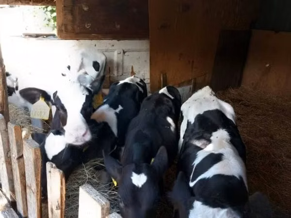 Bull, Russian Black pied cattle — Hungary