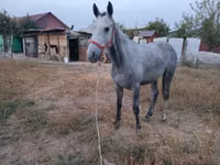 Kuda jantan, Friesian sport horse — foto 3