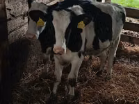 Гов, Russian Black pied cattle — акс 1