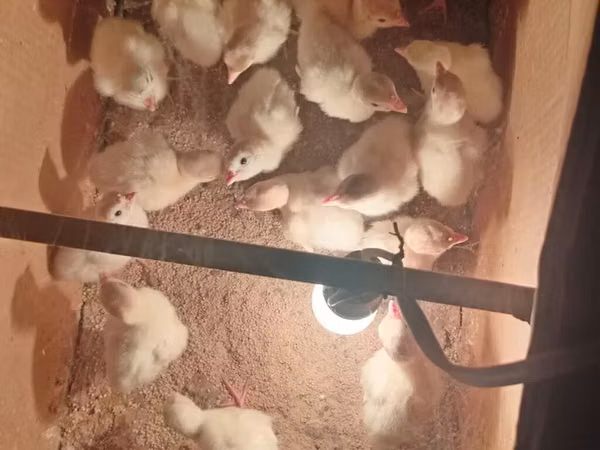 Turkeys — Азербайджан