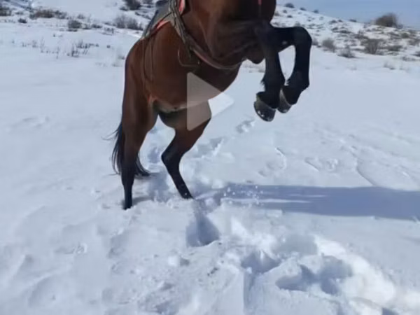 Horse (M), Horses — Kyrgyzstan