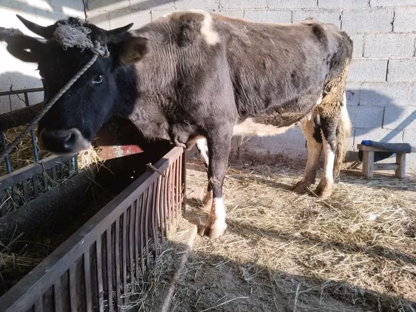 Cow, Latvian Blue cattle — Kazakhstan