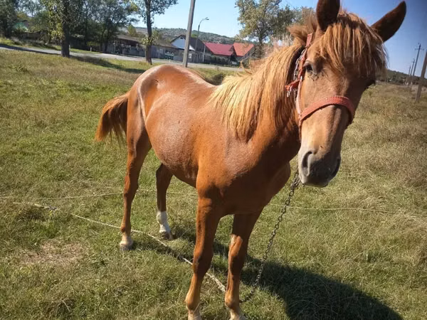 Mare, Horses — Moldova