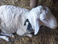 Kos, Awassi sheep — 2. fotó
