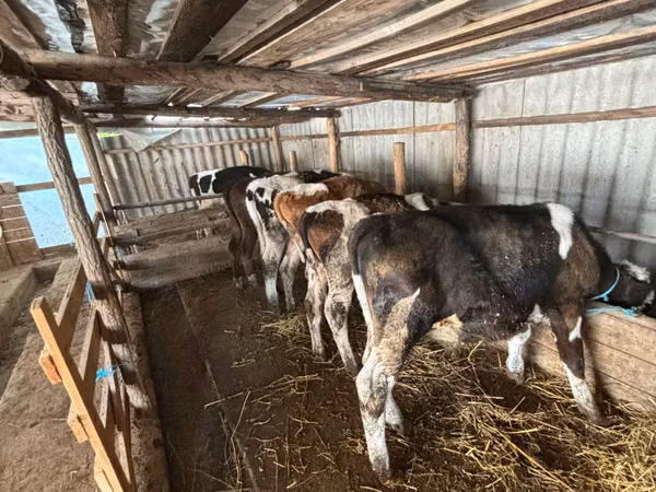Bull, Cattle — Moldova