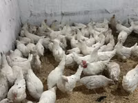 Chickens — ფოტო 3