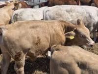 公牛, Limousin cow — 照片 4
