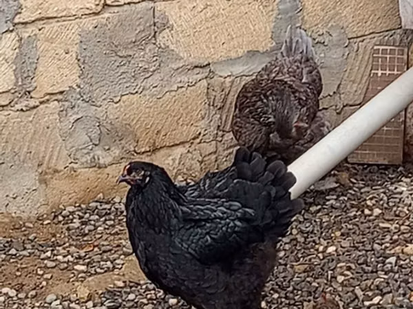 براهما