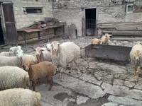 绵羊（批次，未指定性别）, Sheep — 照片 1