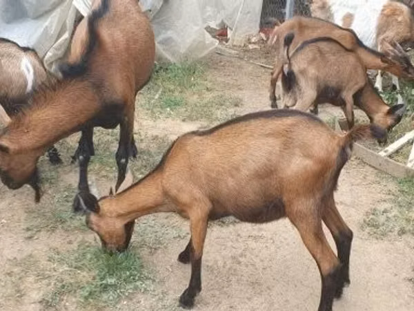 Billy Goat, Alpine goat — Hungary
