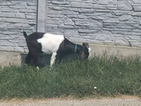 Goat, Goats — photo 2