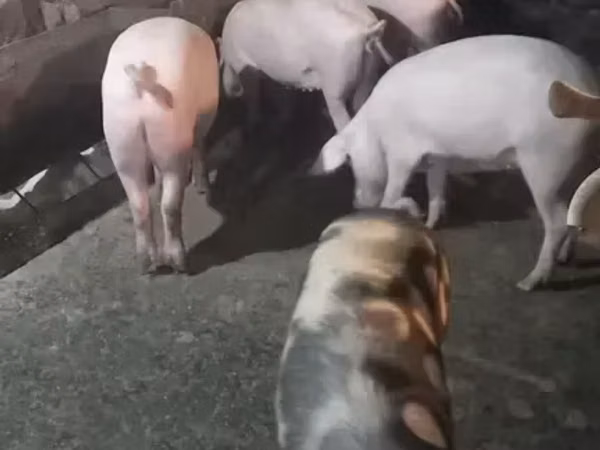 Sow, Pigs — Armenia