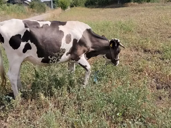 Cow, Holstein breed — Moldova
