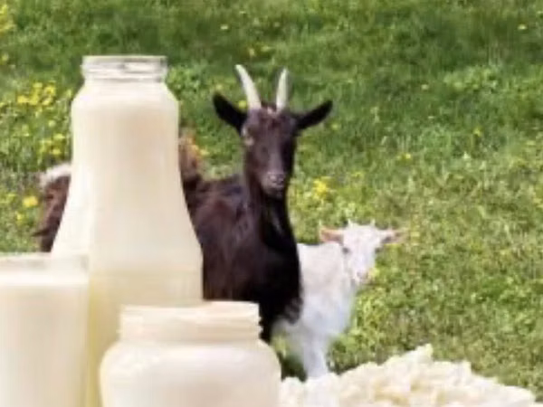 Goat, Goats — Moldova
